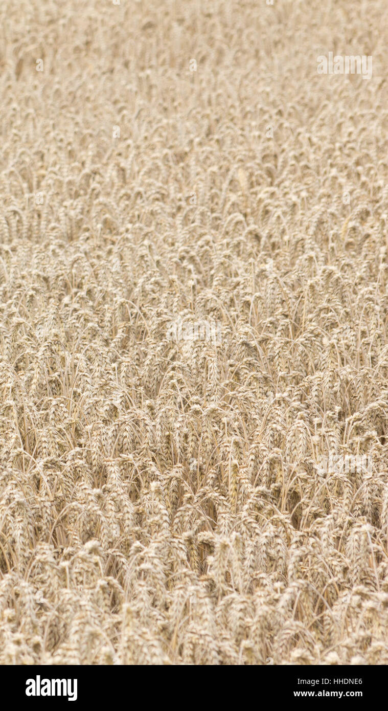 field, acre, corn field, ear, grain field, barley, barley corn, grain, cereal Stock Photo Alamy
