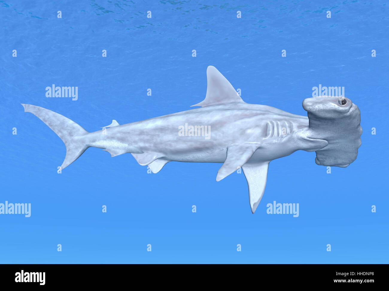 shark, hammerhead, sharks, blue, animals, fish, underwater, predator