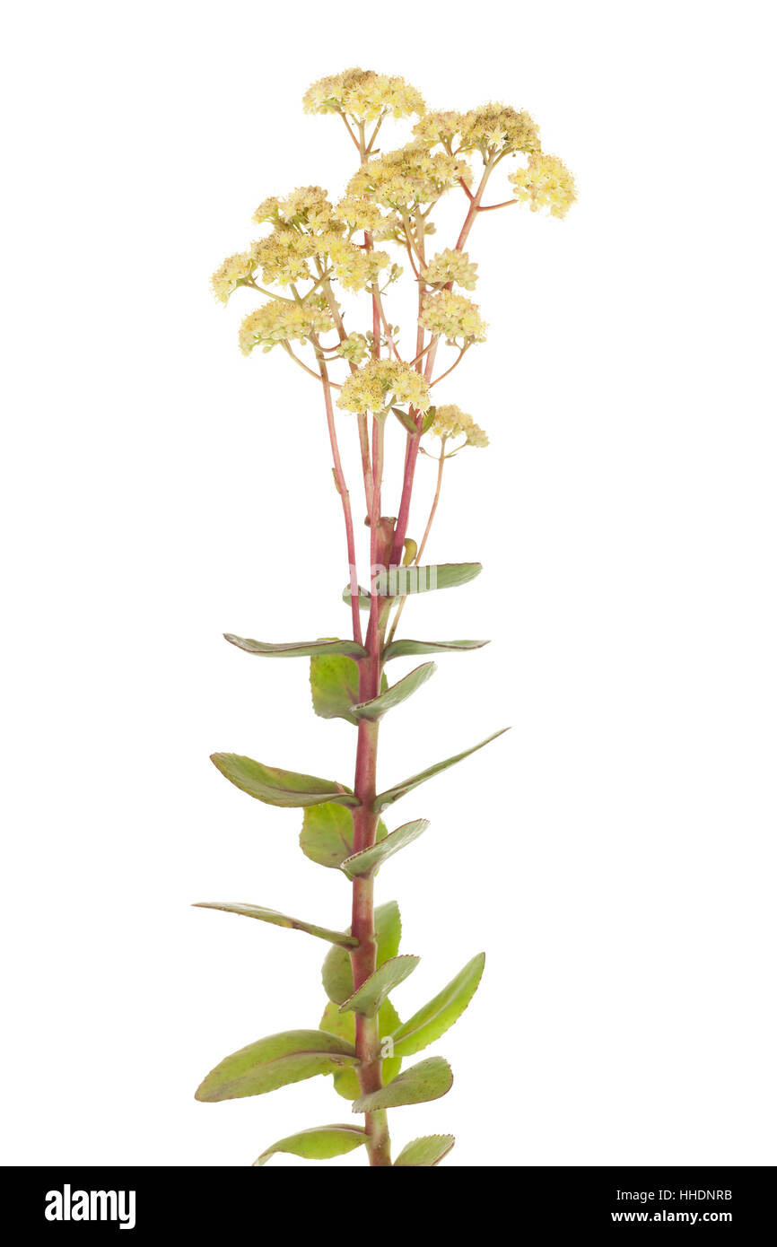 leaf, flower, plant, stalk, stem, white, leaf, macro, close-up, macro Stock Photo