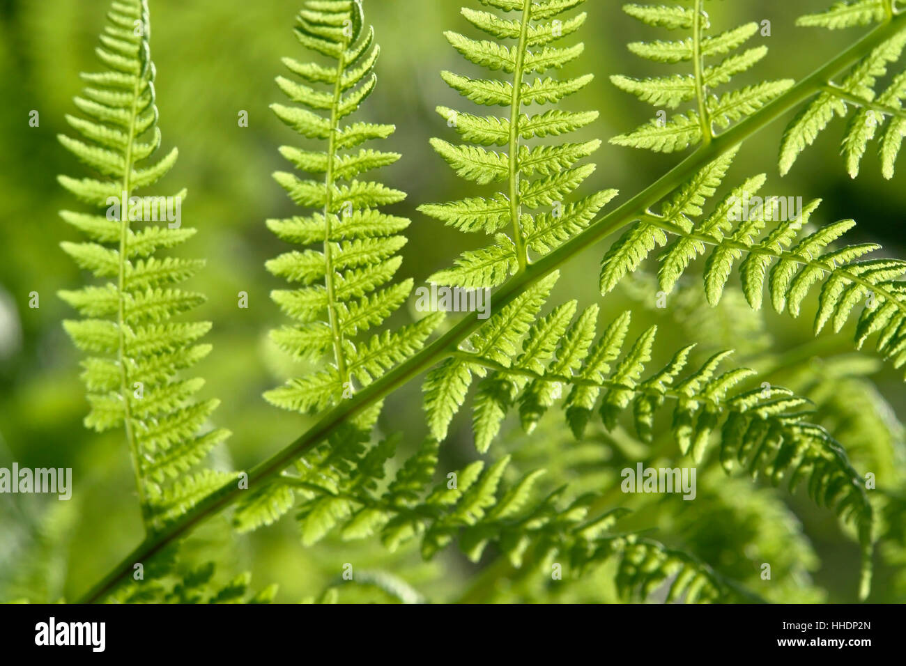 detail of a sunny illuminated fern leaf at summer time Stock Photo