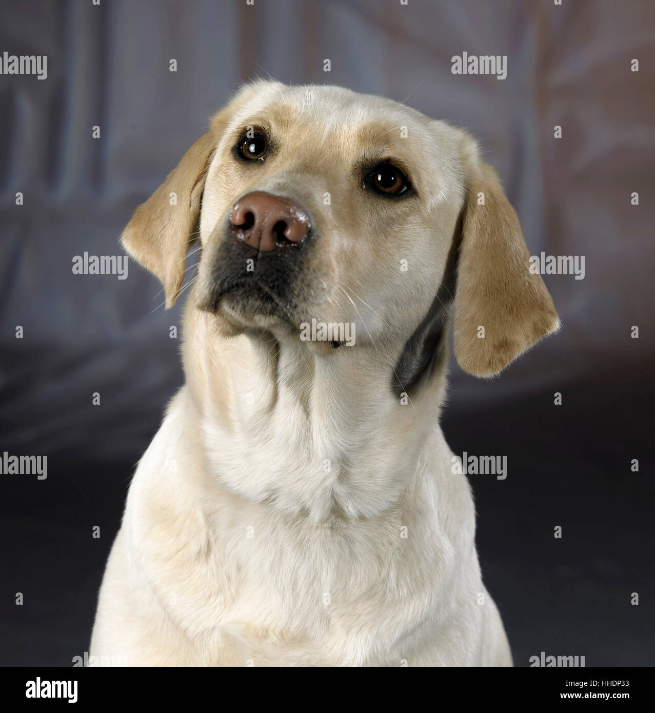 studio portrait of a light colored dog in abstract back Stock Photo