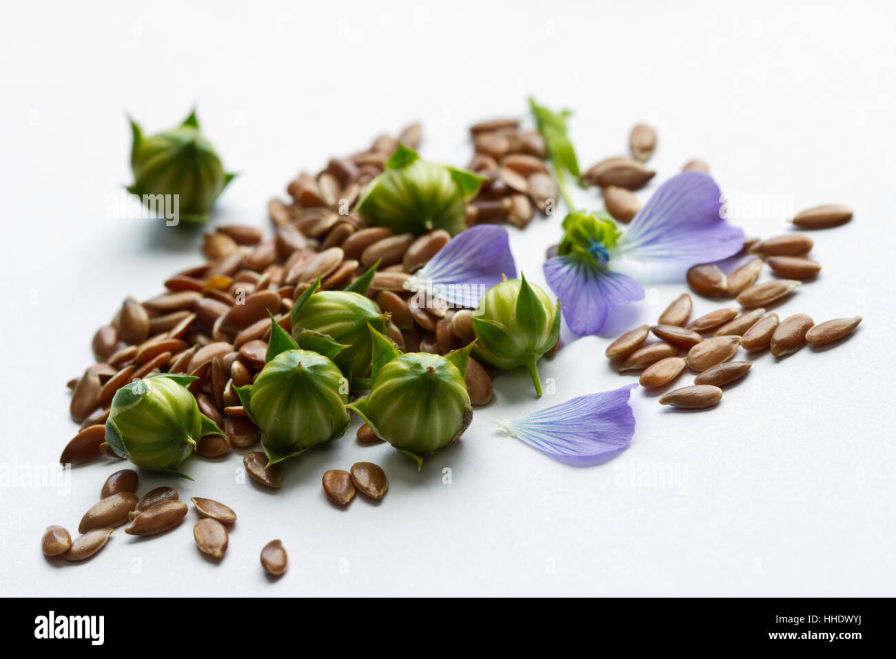 flaxseed with seed pods and flower Stock Photo