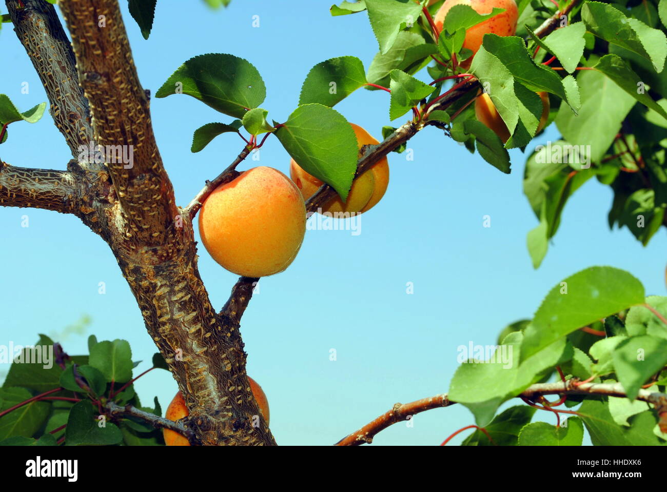 culture, tree, garden, ground, soil, earth, humus, leaves, agriculture ...