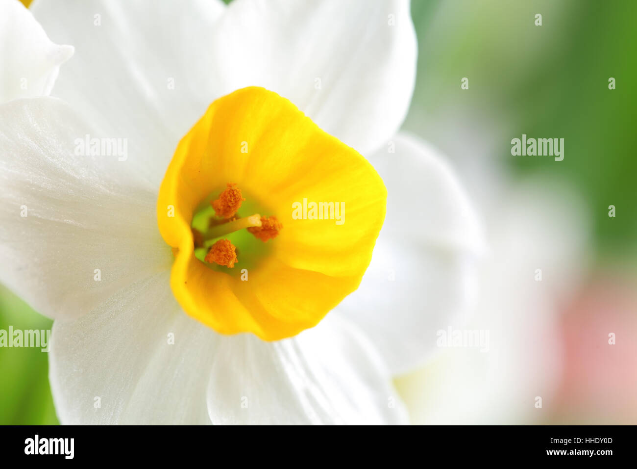 leaf, garden, space, flower, plant, wild, new, lily, easter, spring, china, Stock Photo
