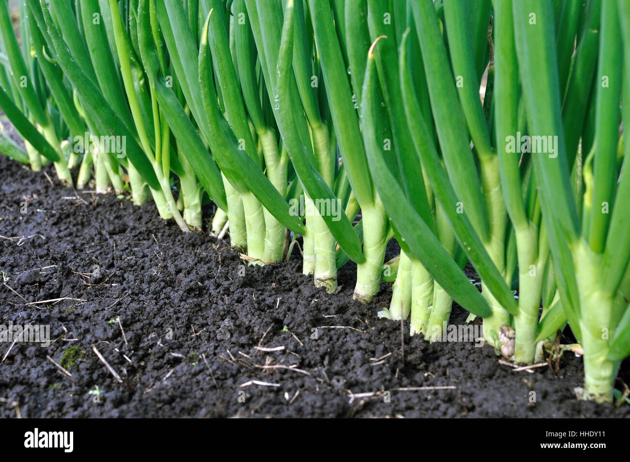 Close up onion plantation hi-res stock photography and images - Alamy