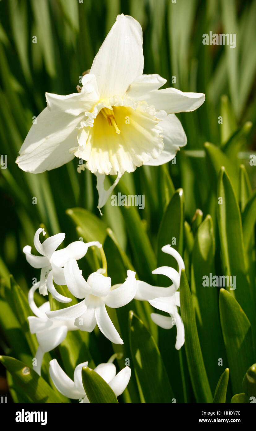 a white jonquill flower and green foliage in sunny ambiance Stock Photo