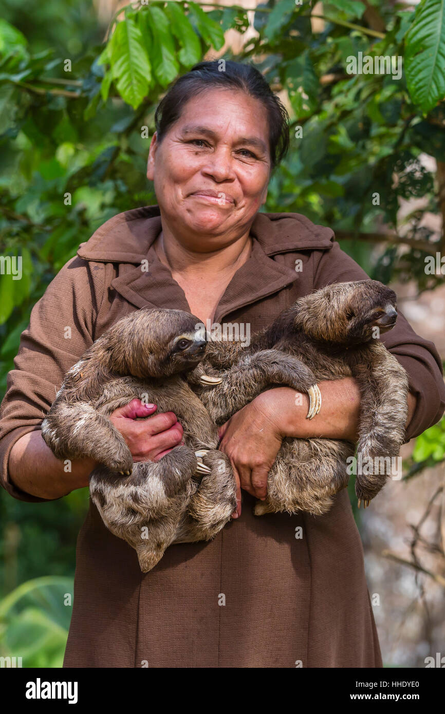 A woman with her pet brown-throated sloths (Bradypus variegatus), San Francisco Village, Loreto, Peru Stock Photo