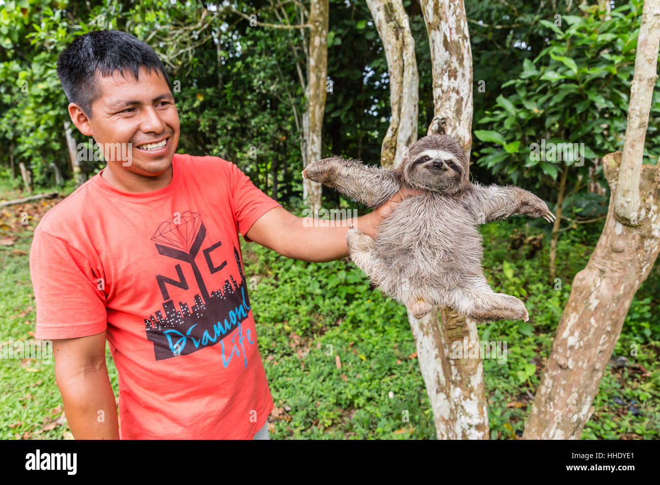 A man with his pet brown-throated sloth (Bradypus variegatus), San Francisco Village, Loreto, Peru Stock Photo