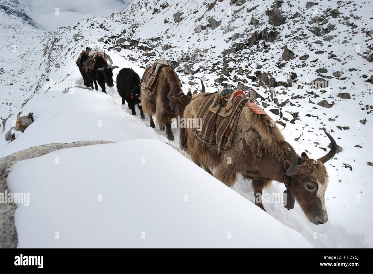 Yaks, the beasts of burden in the Himalaya, on their way to Everest Base Camp, Khumbu Region, Nepal Stock Photo