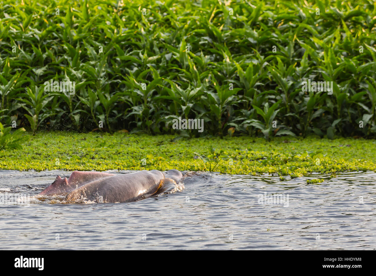 Adult Amazon pink river dolphins (Inia geoffrensis) surfacing on the Pacaya River, Loreto, Peru Stock Photo