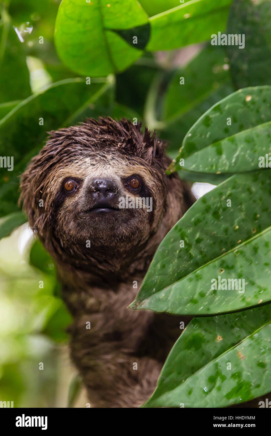 A wild brown-throated sloth (Bradypus variegatus), Landing Casual, Upper Amazon River Basin, Loreto, Peru Stock Photo