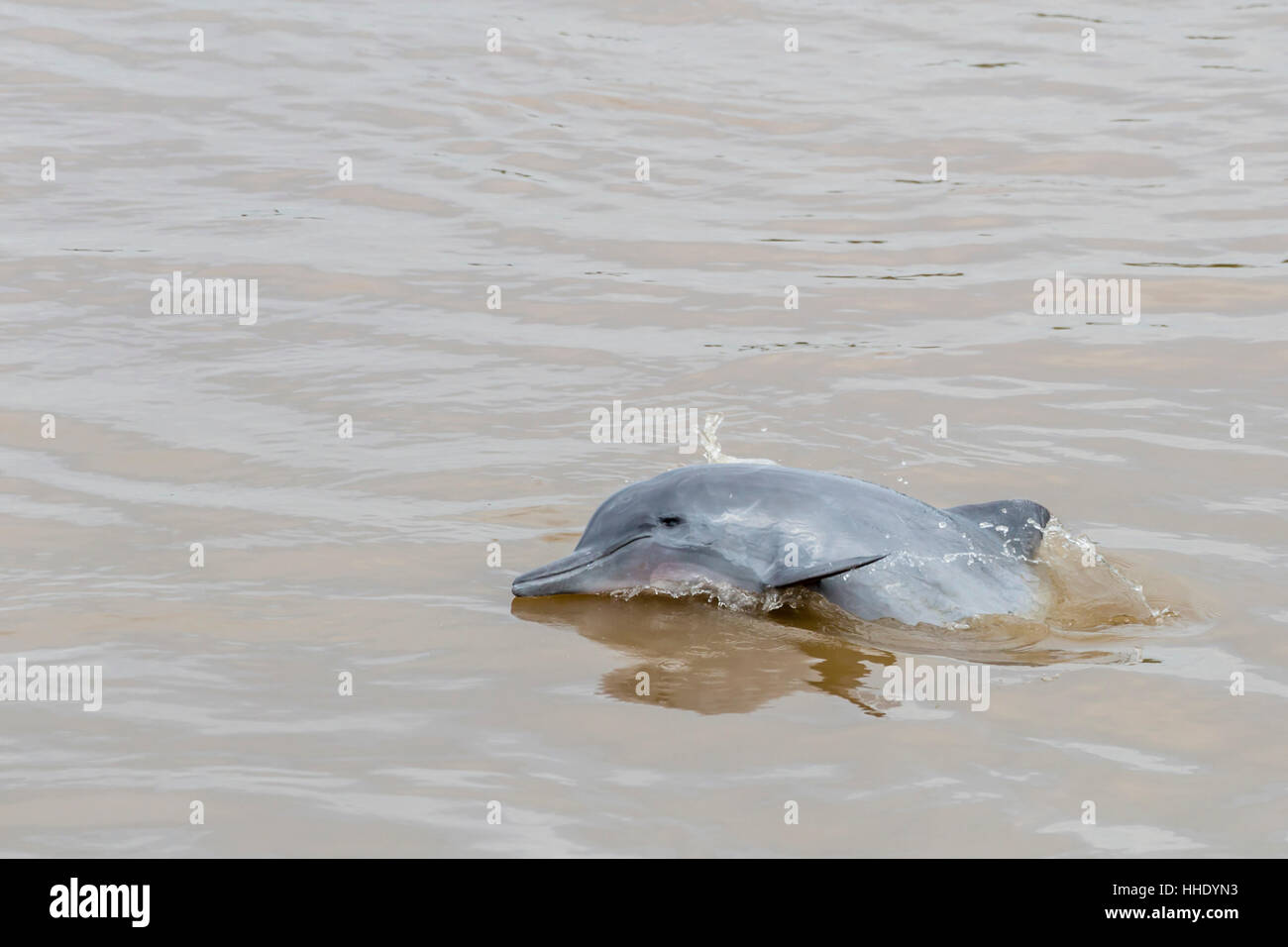 Adult gray dolphin (bufeo gris) (Sotalia fluviatilis), Amazon National Park, Loreto, Peru Stock Photo
