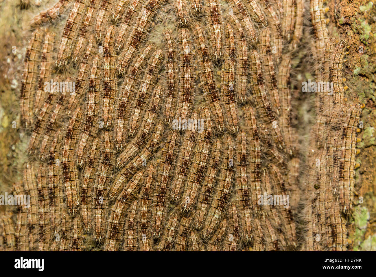 Caterpillars on tree bark, Upper Amazon River Basin, Amazon National Park, Loreto, Peru Stock Photo