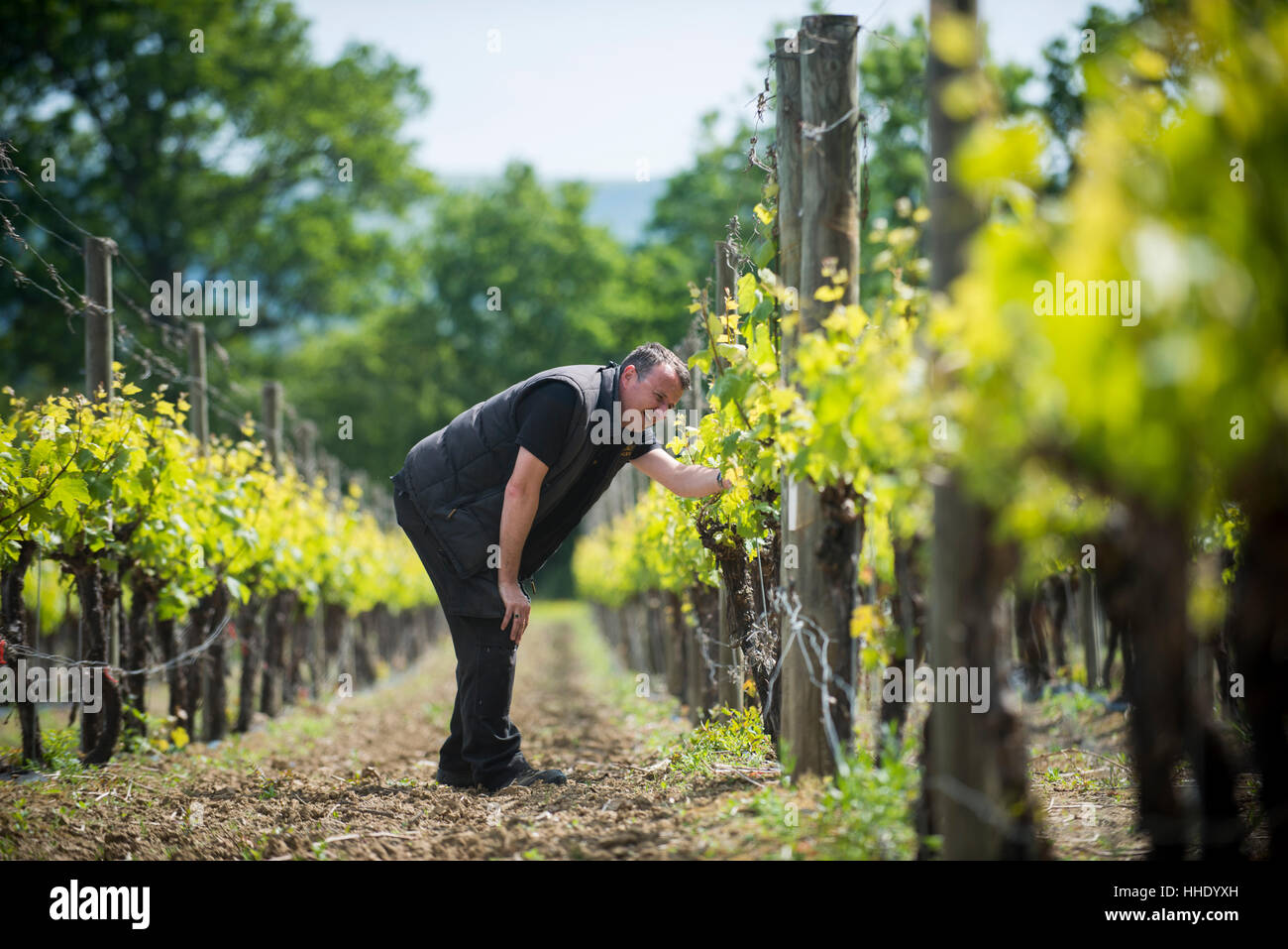 Inspecting budding grapes in a vineyard in Sussex, UK Stock Photo