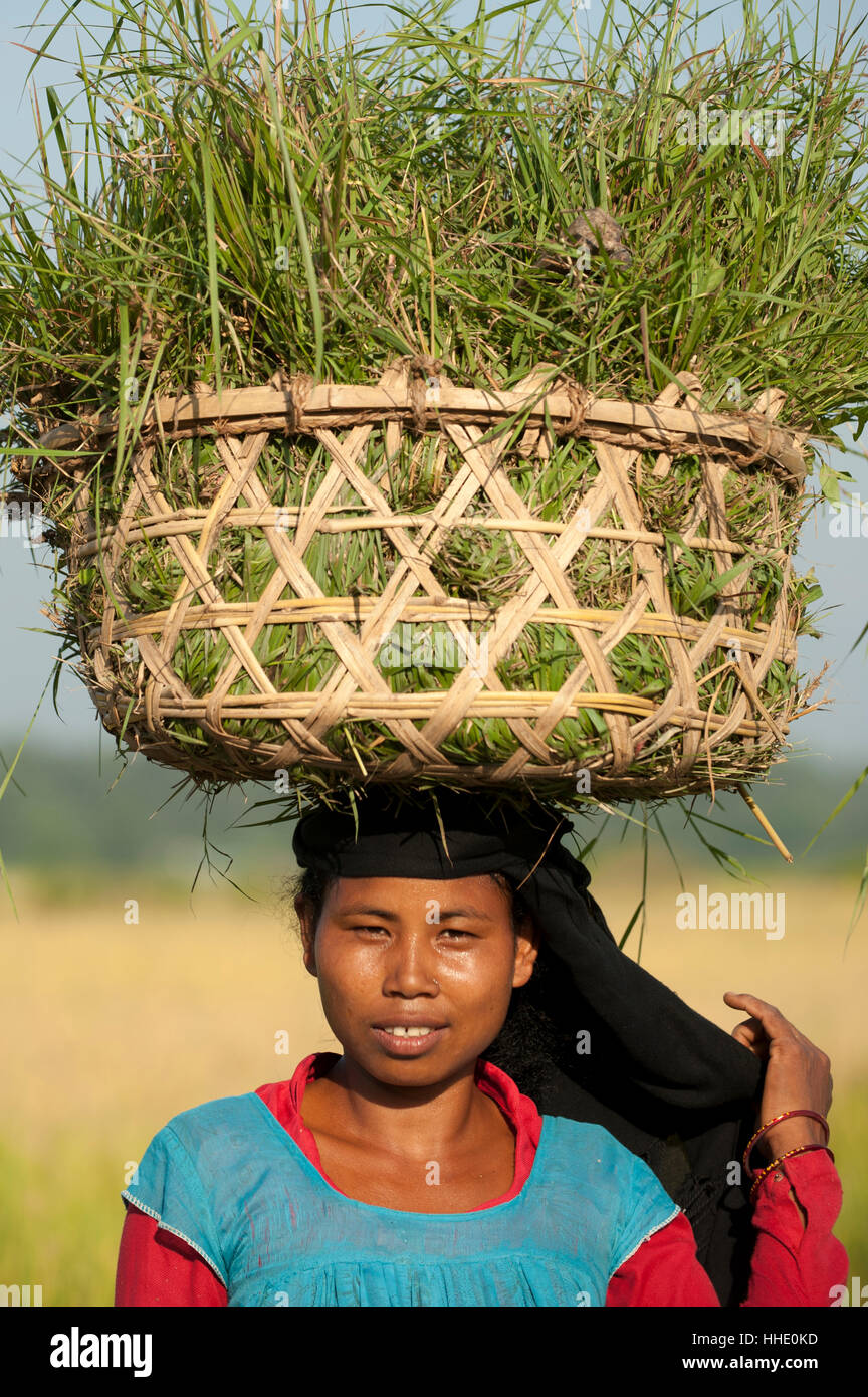 A woman collects grasses in a basket made of bamboo from the rice paddies, Bardiya District, Nepal Stock Photo