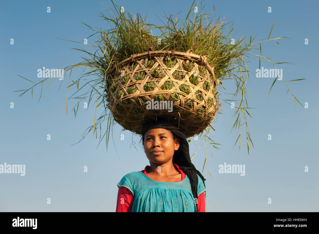 A woman collects grasses in a basket made of bamboo from the rice