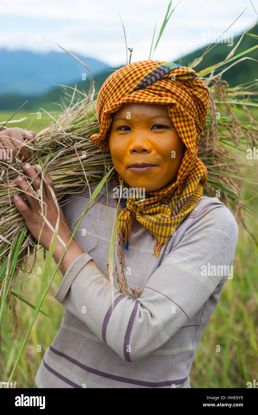 A woman wearing natural sun protection, probably made of sandalwood, harvests rice from rice paddies, Manipur, India Stock Photo