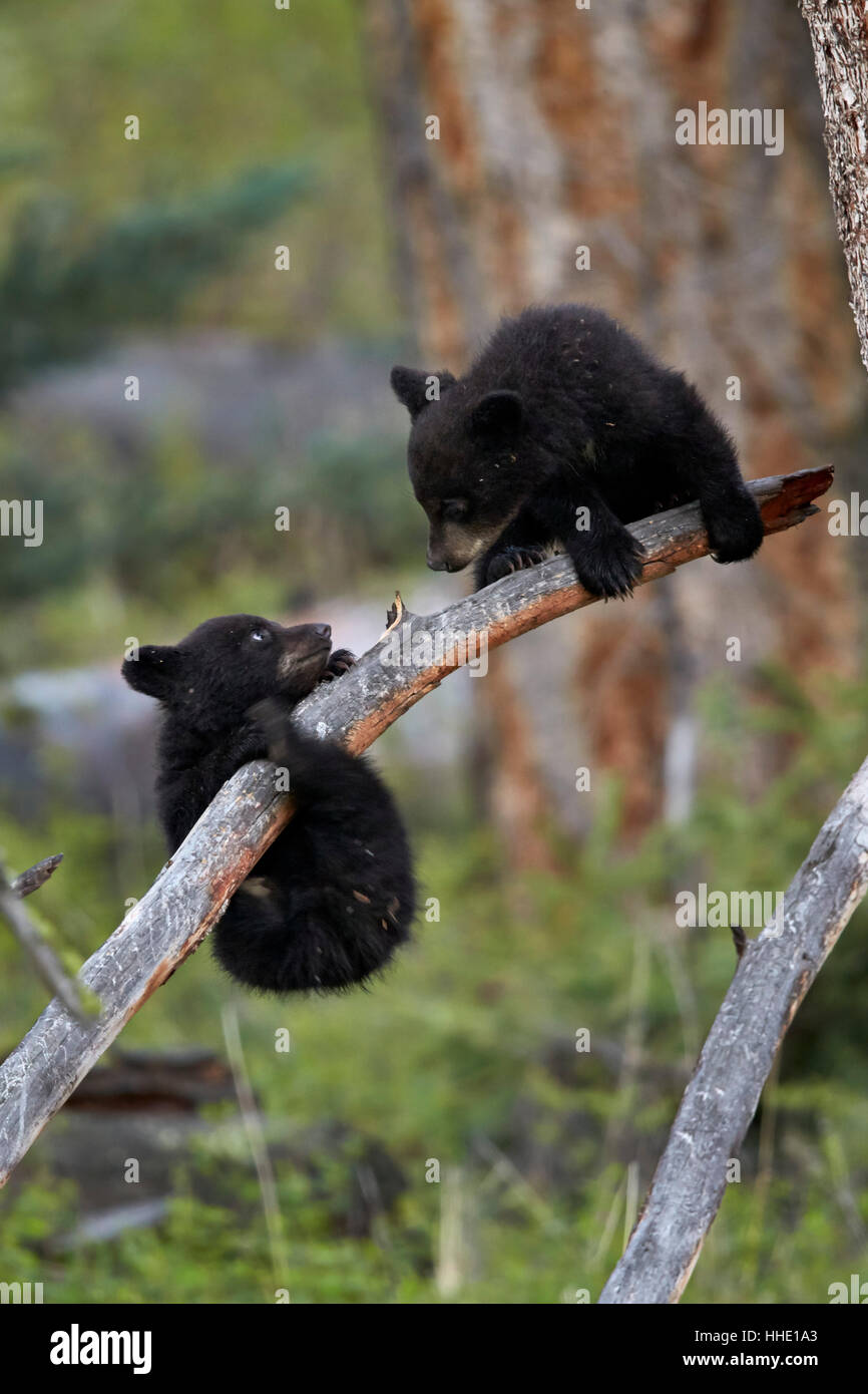 Two Black Bear (Ursus americanus) cubs of the year or spring cubs playing, Yellowstone National Park, Wyoming, USA Stock Photo