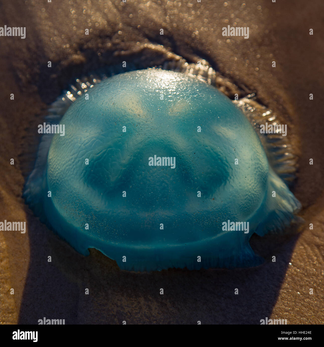 Beached Jellyfish Stock Photo