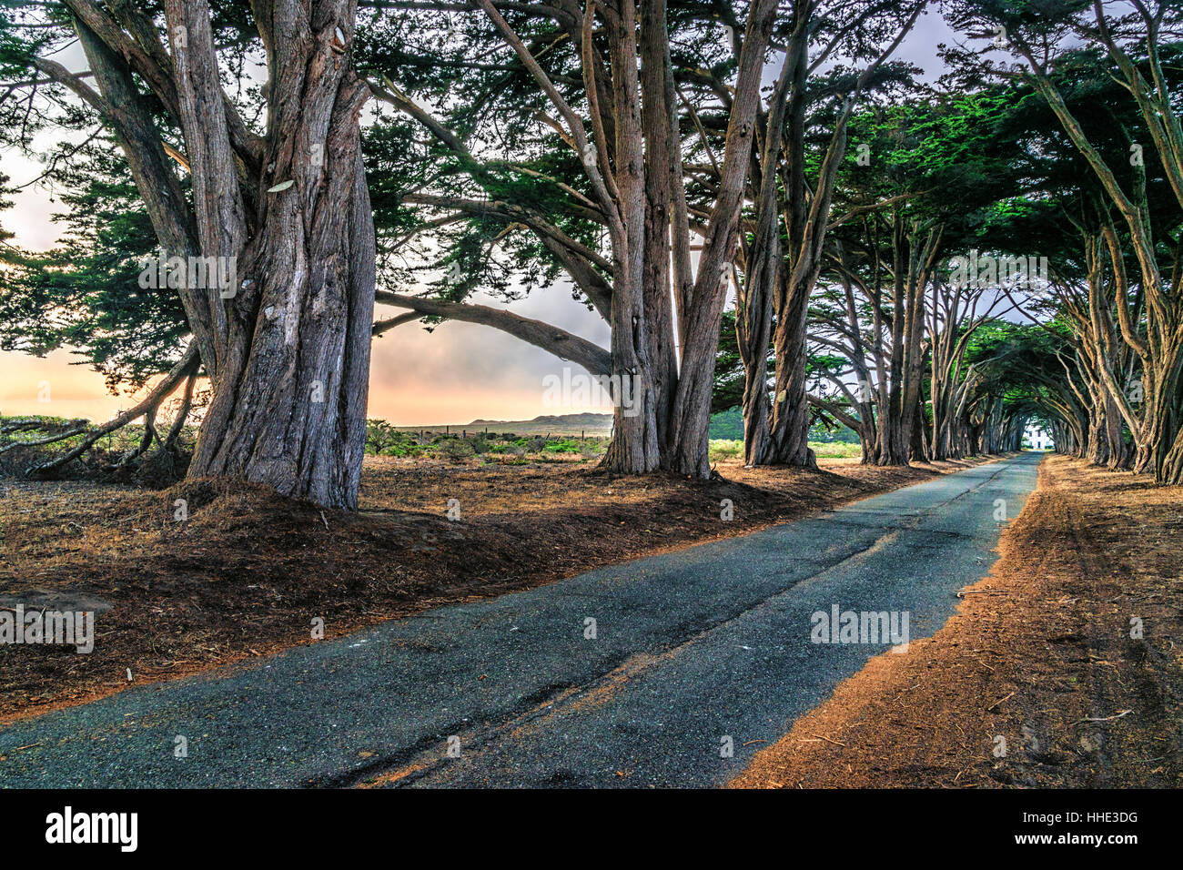Tree growing on side of road hi-res stock photography and images - Alamy