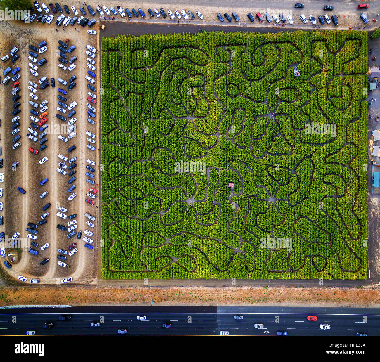 Corn Maze, Petaluma Pumpkin Patch, an aerial view of the maze, hedges and paths. Cars parked. Stock Photo