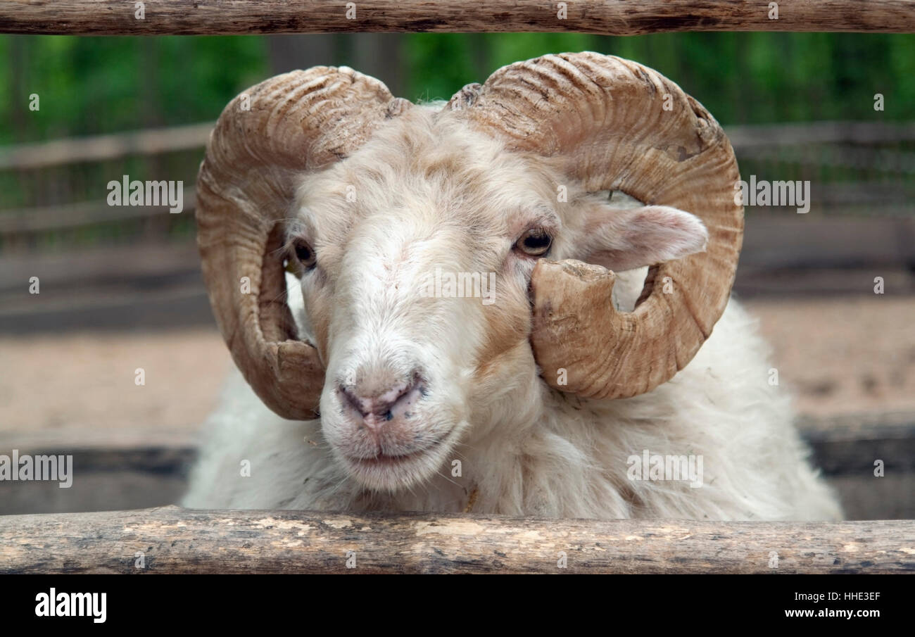 portrait of a domestic sheep in agricultural ambiance Stock Photo