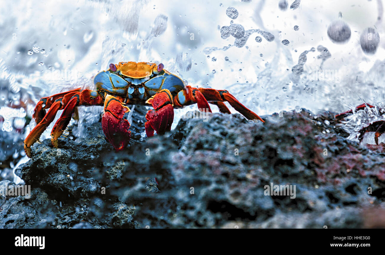 Sally Lightfoot Crab, Grapsus grapsus found in the Galapagos Islands. Stock Photo