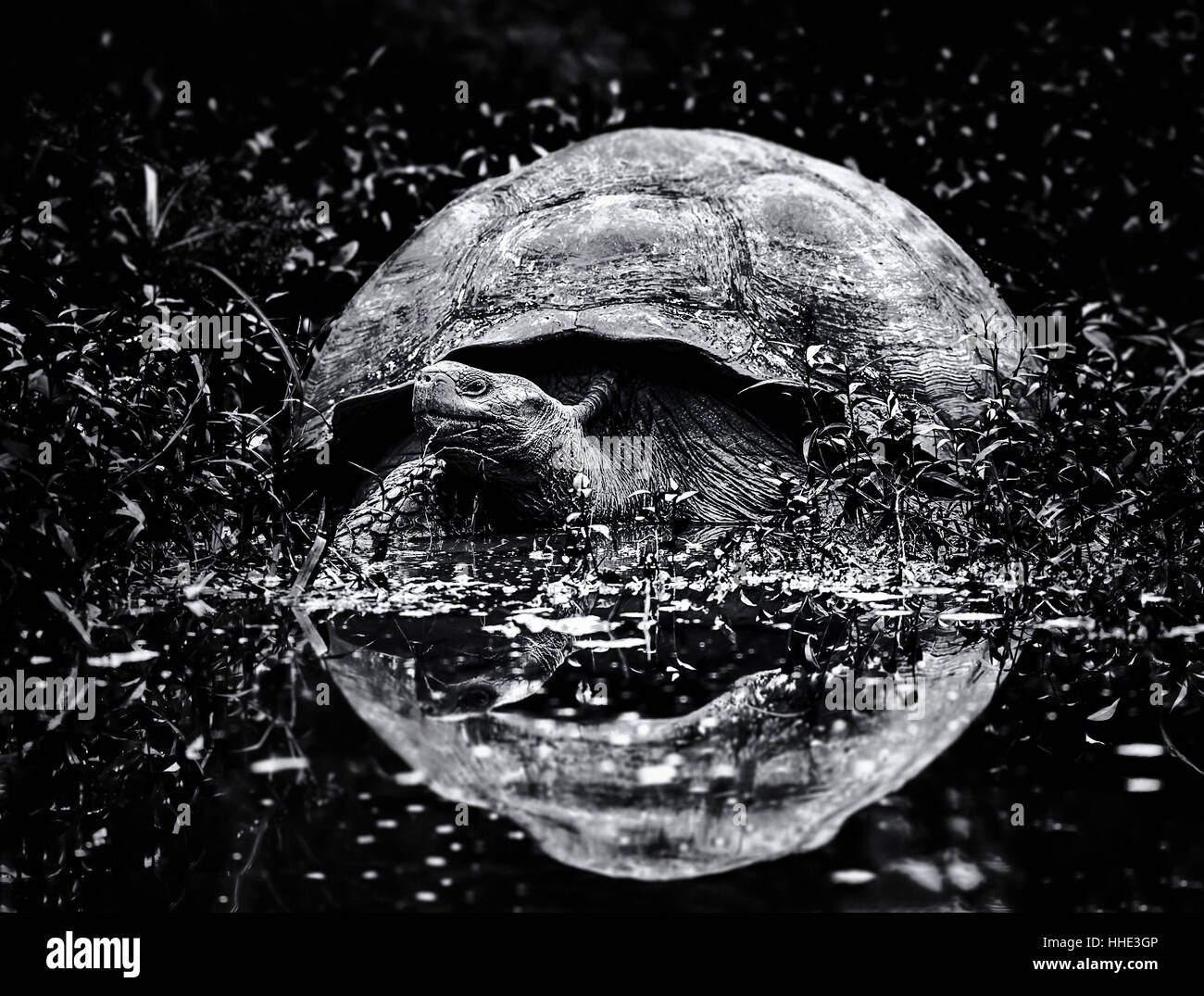 A large Galapagos tortoise approaching water, a reflection of the animal's domed shell in the surface of the water. Stock Photo