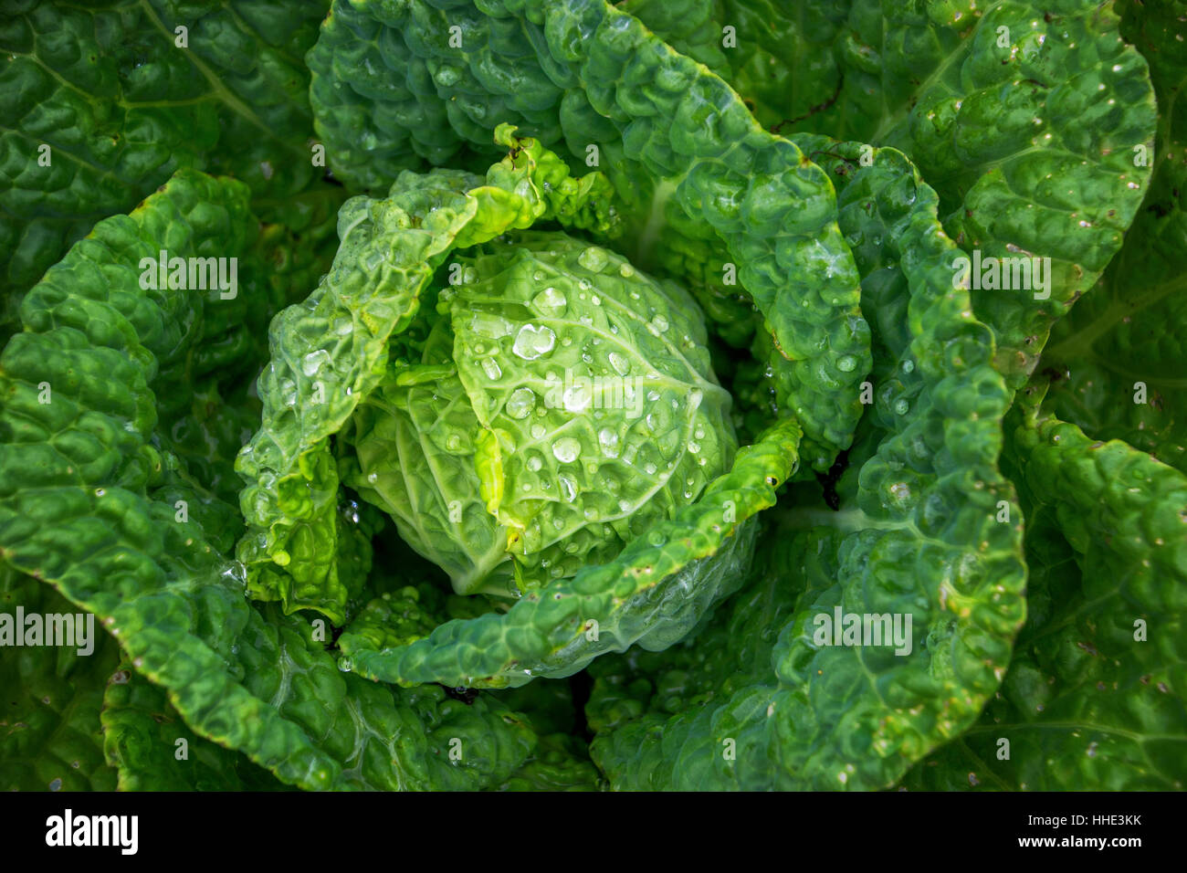 View of a fresh grown lettuce, with a solid centre and outer leaves Stock Photo Alamy