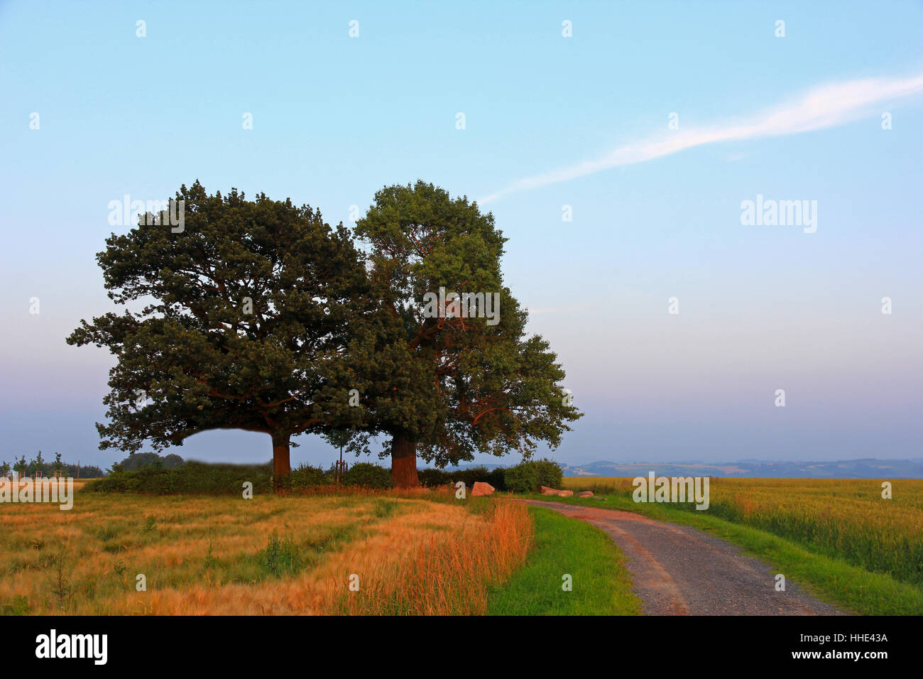 Trees black oak hi-res stock photography and images - Alamy