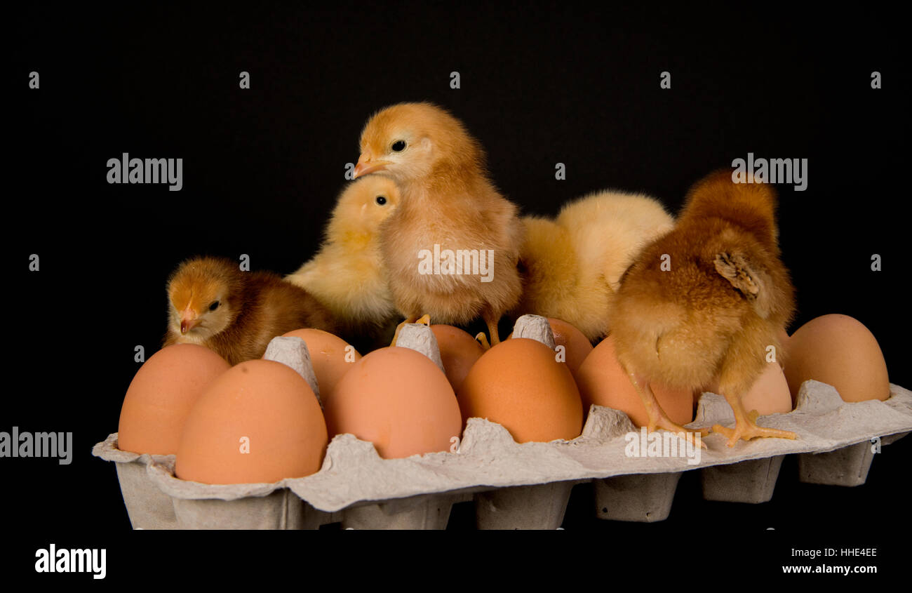 Extra large egg Stock Photo - Alamy