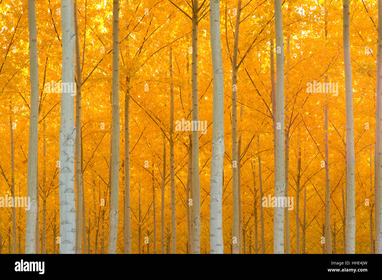 leaf, colour, tree, trees, ground, soil, earth, humus, trunk ...