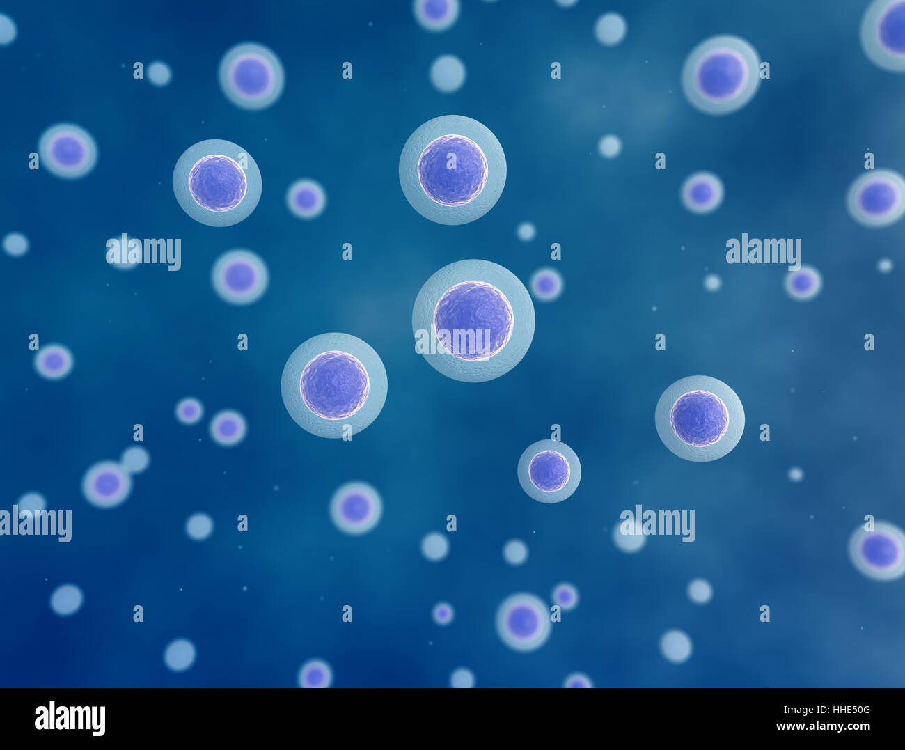 Egg cells hi-res stock photography and images - Alamy