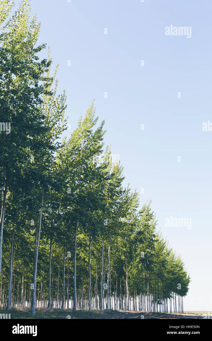 A plantation of poplar trees, commercial tree farm. Stock Photo