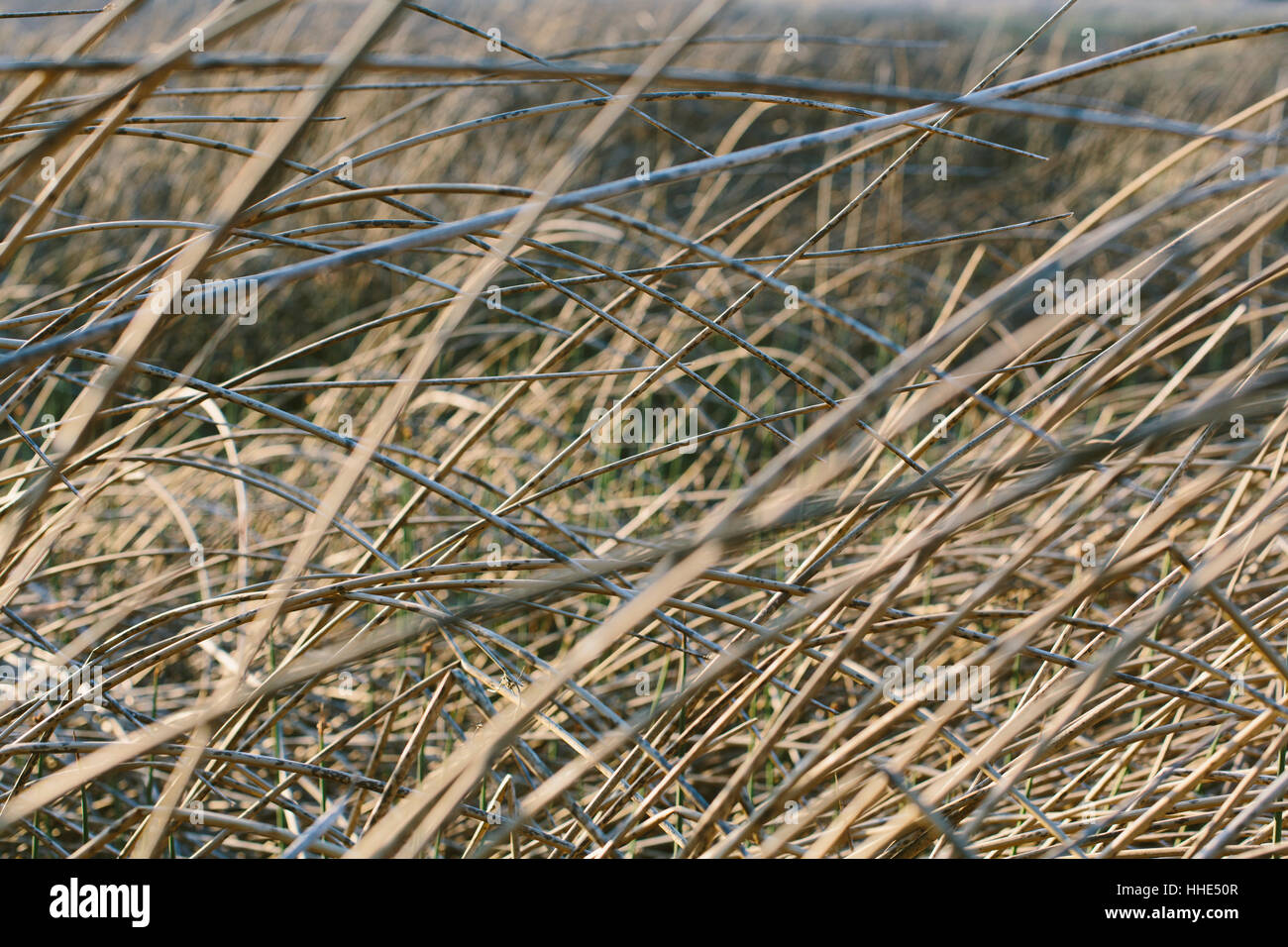 Low grasses hi-res stock photography and images - Alamy
