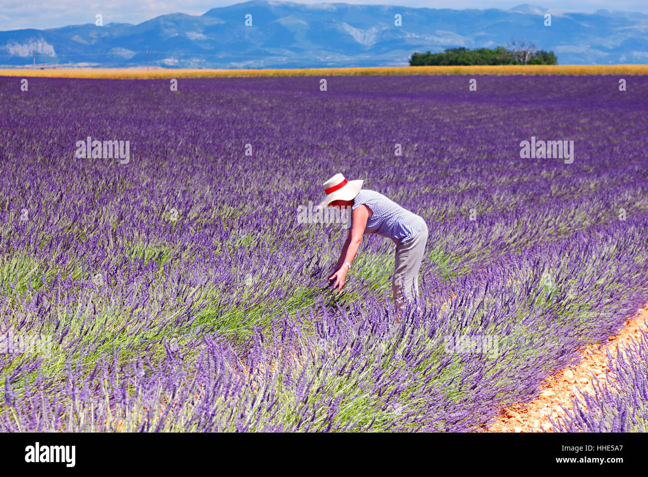 Woman with a hat in lavender field Stock Photo
