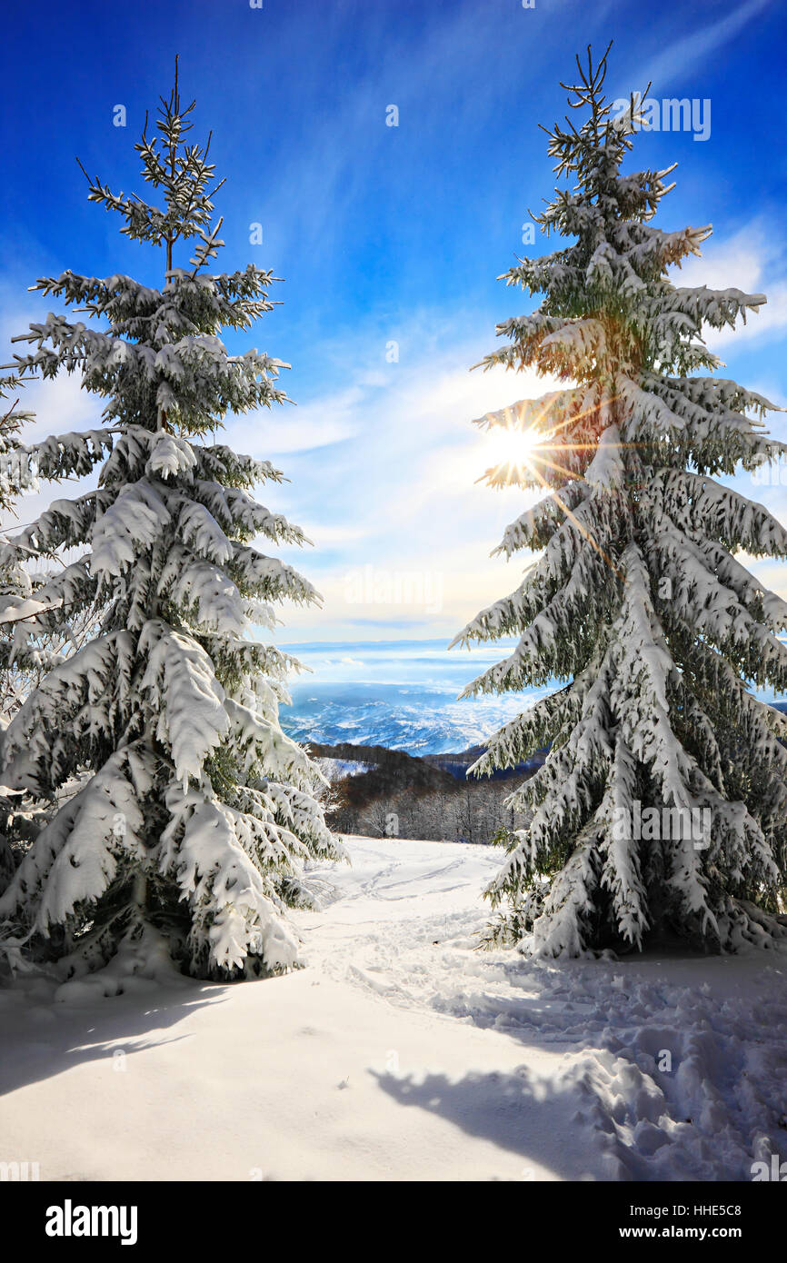 Pint trees in winter.Nature Landscape Stock Photo