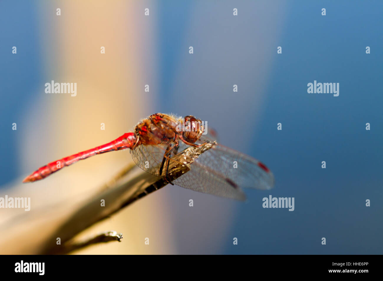 legs, macro, close-up, macro admission, close up view, insect, insects ...