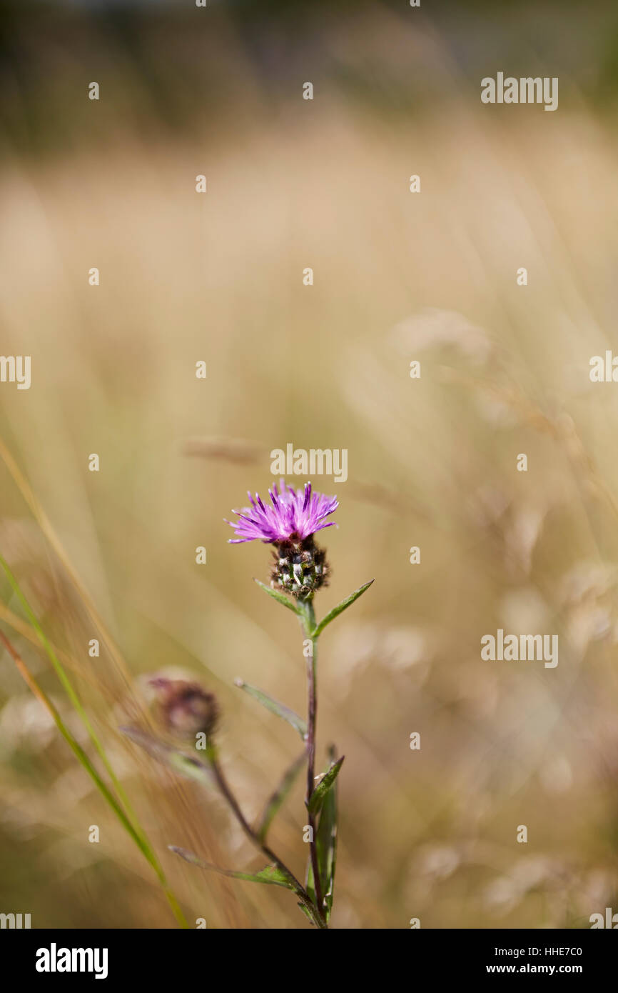 A flowering head of thistle on a sunny summer day with a shallow depth of field. Stock Photo