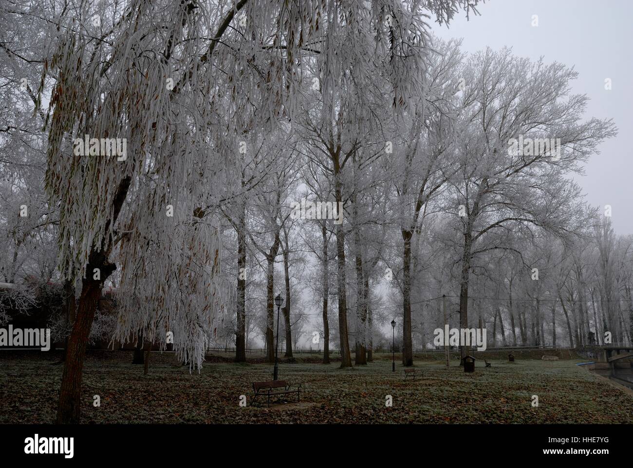The effects of the rime on the park near the river Stock Photo