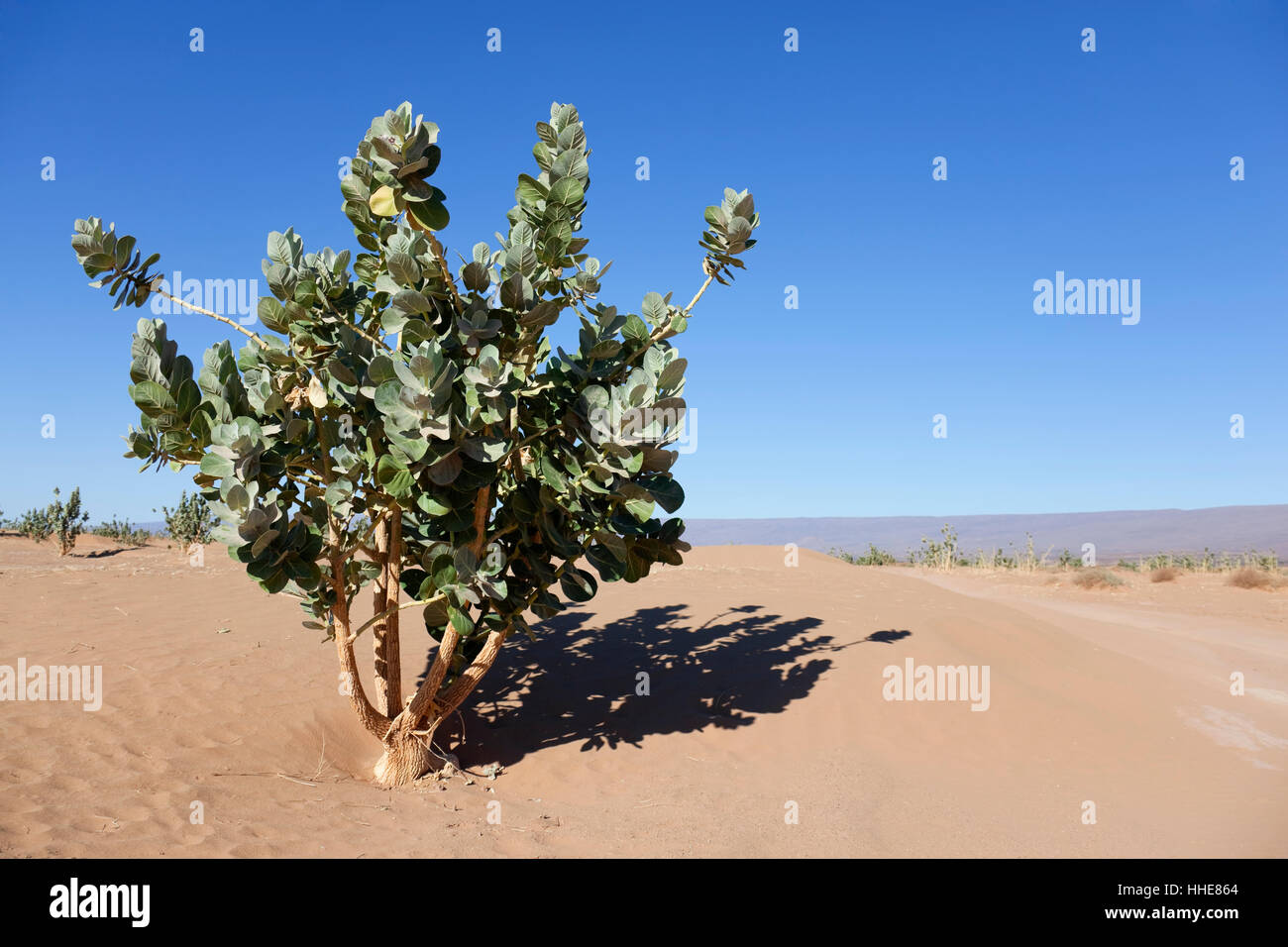 desert, wasteland, bush, nature, natural, plant, environment, enviroment, Stock Photo