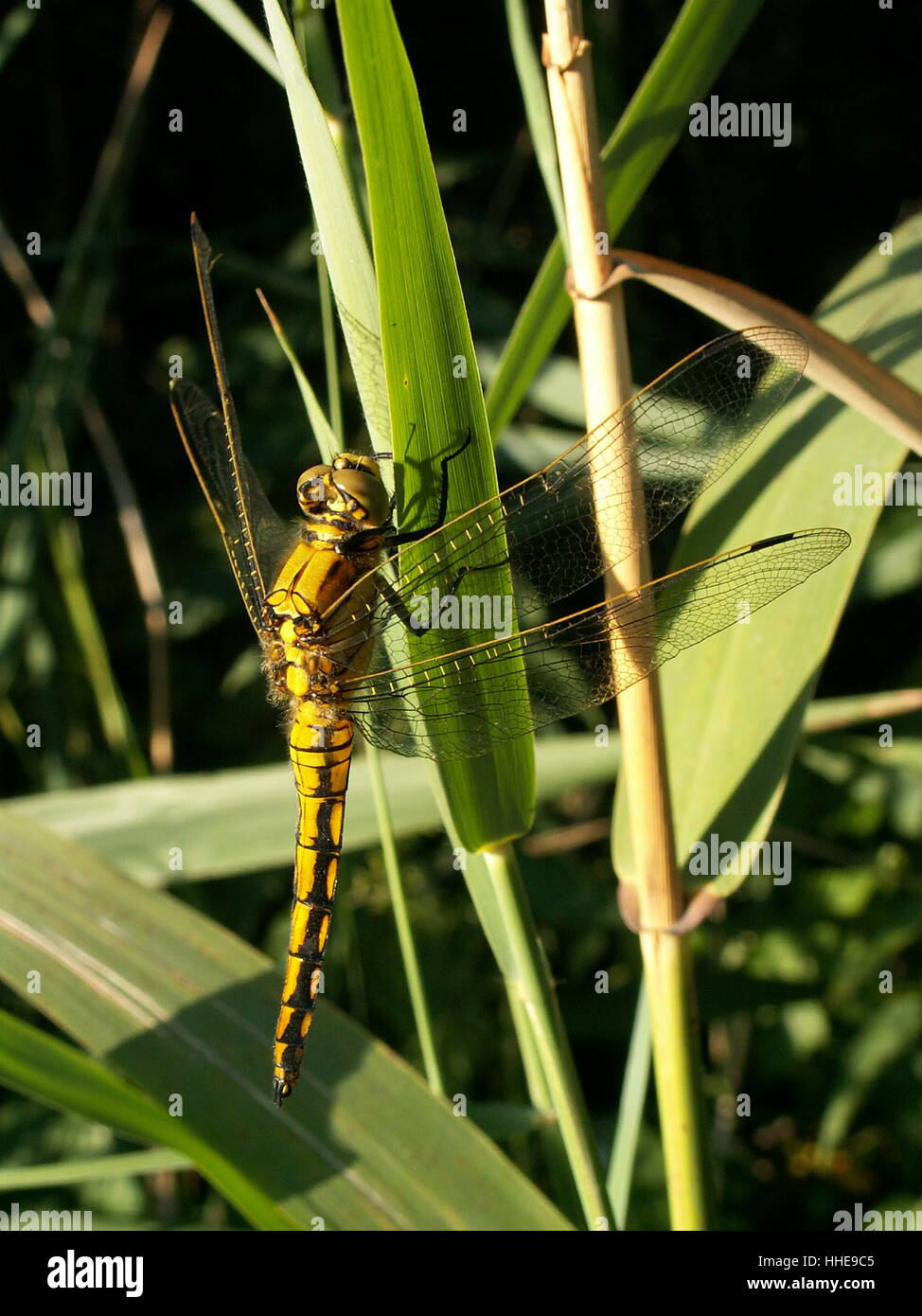 brachytron pratense odonata Stock Photo - Alamy