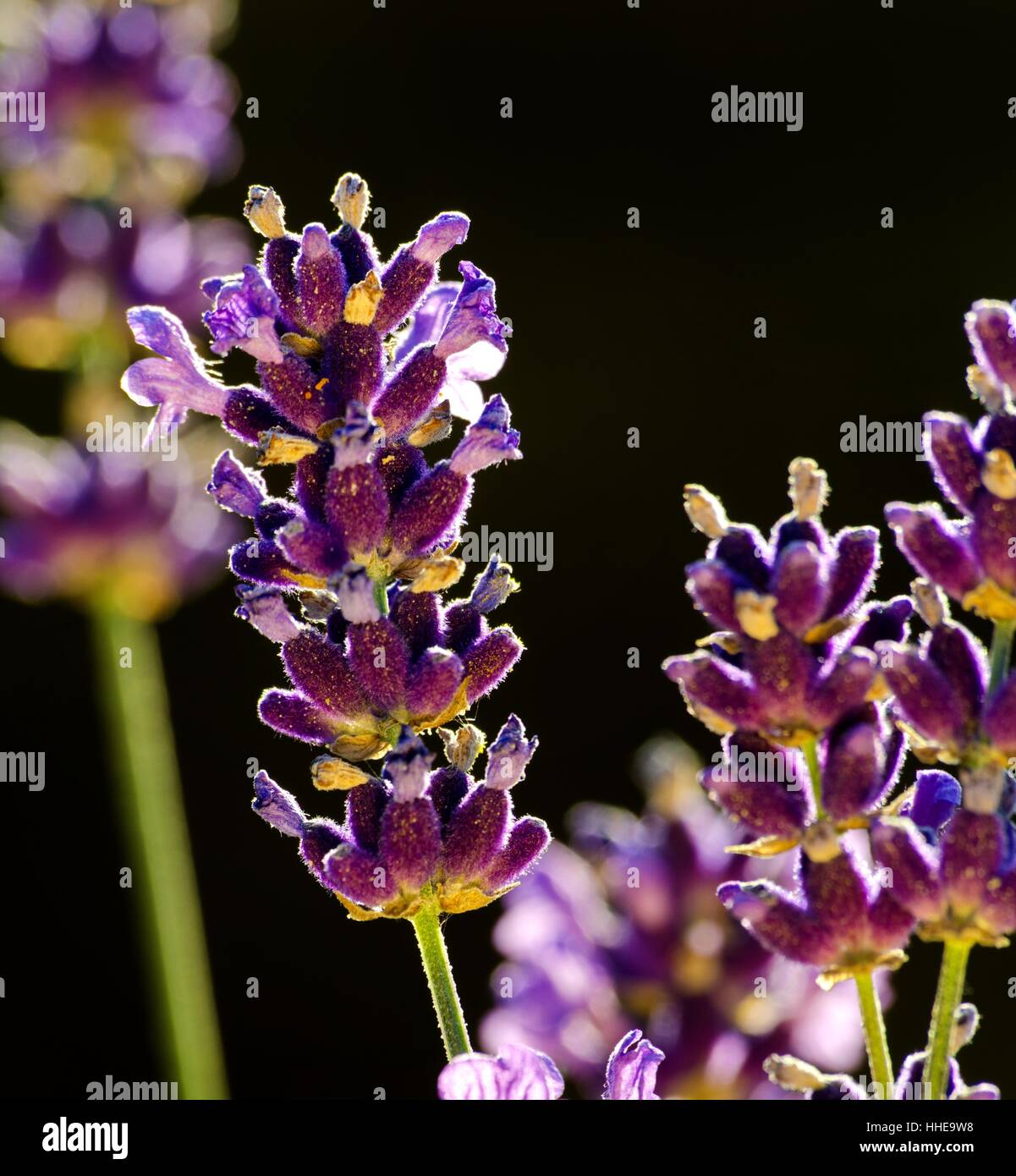macro, close-up, macro admission, close up view, bloom, blossom, flourish, Stock Photo