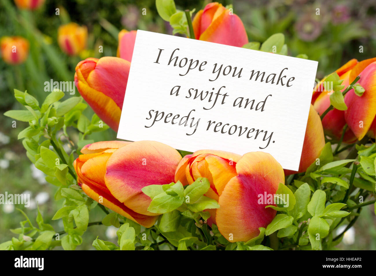 Get well card with tulips hi-res stock photography and images - Alamy