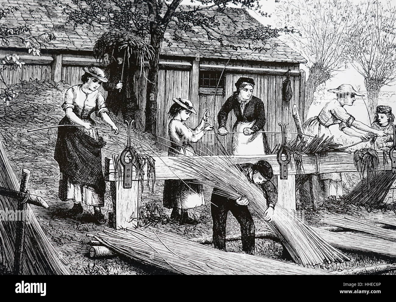 Peeling osiers for basket making. London, 1875. engraving by W.J