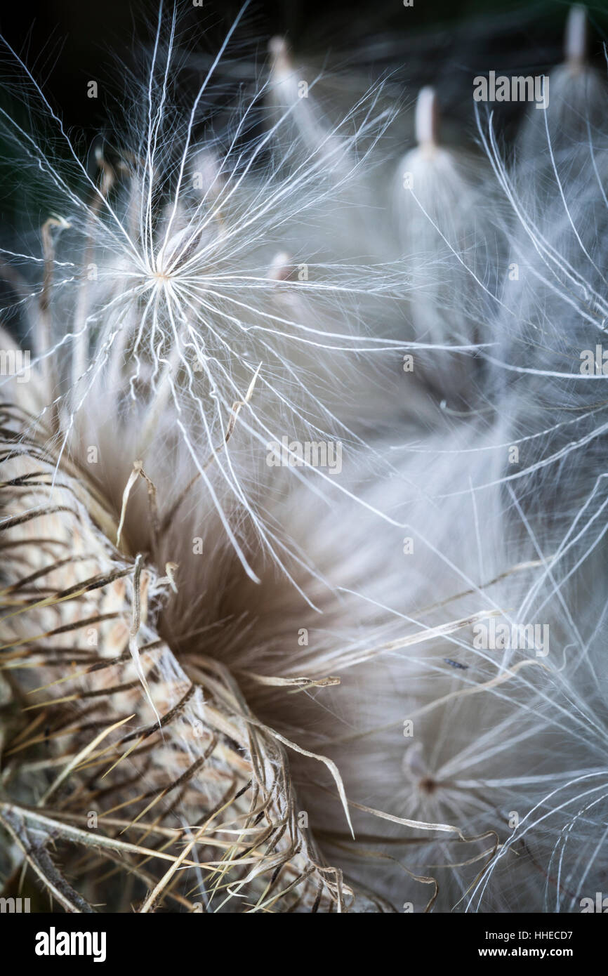 Seed heads of Ragwort. Stock Photo