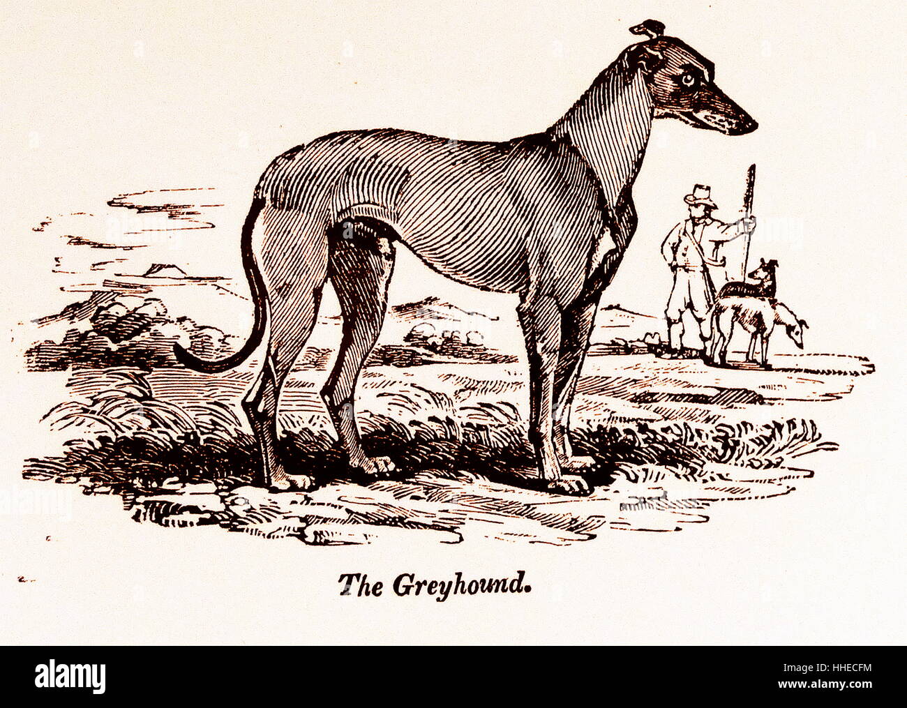 Greyhound racing dog. From Simeon Shaw Nature Displayed, London, 1823 Stock Photo