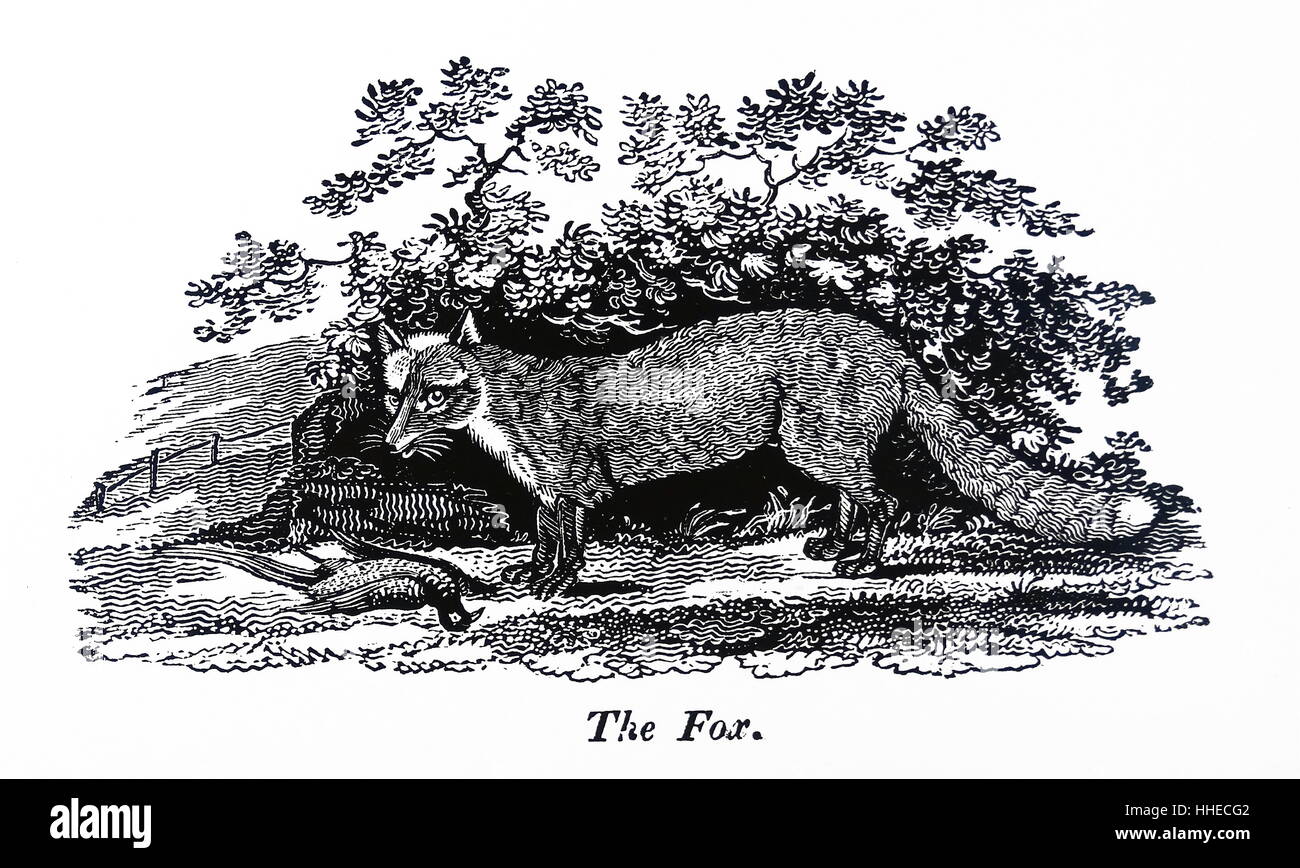 The Fox. From Simeon Shaw Nature Displayed, London, 1823 Stock Photo