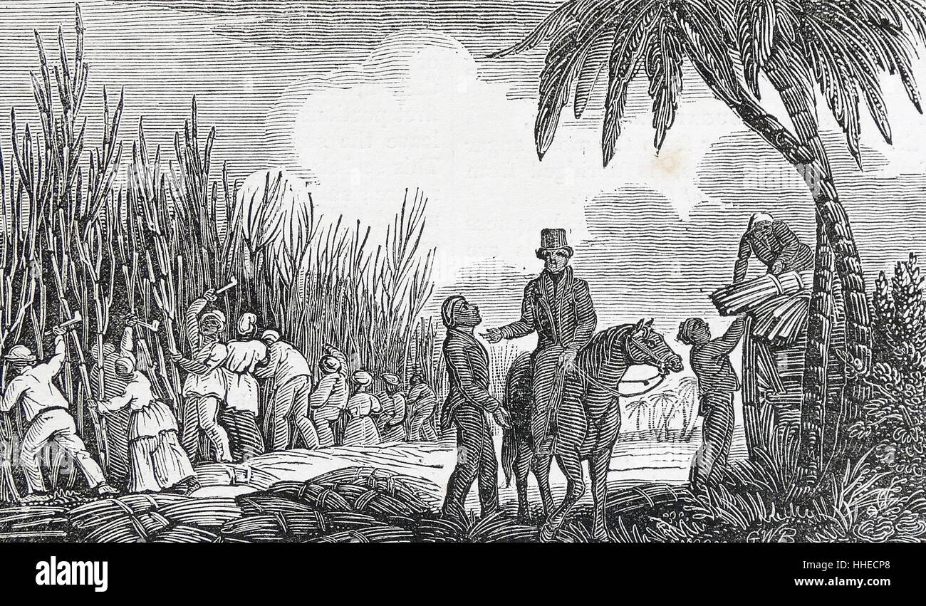 Cutting sugar cane: West Indies, 1833