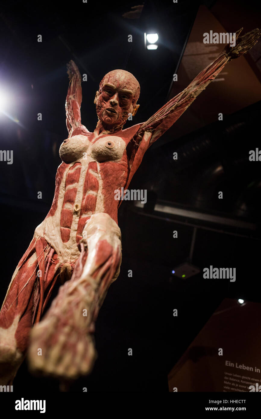 A woman balances on a beam at a Body World exhibition in Berlin, Germany Stock Photo